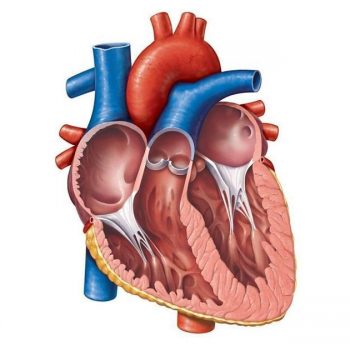 Best Cardiologist in Sarjapur Road
